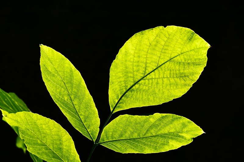 Nature Collage